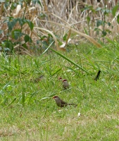 Common Waxbills